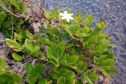 <strong>Gardenia taitensis - Ramon, Laurence - 32</strong><br />© Gâteblé Gildas